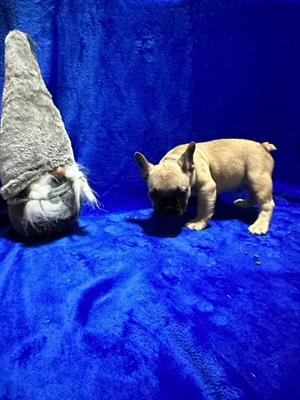 Bulldog francese cuccioli - Foto 4