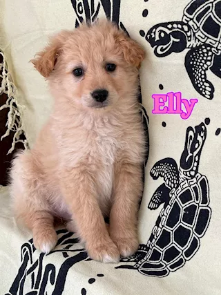 ELLY splendida cucciola