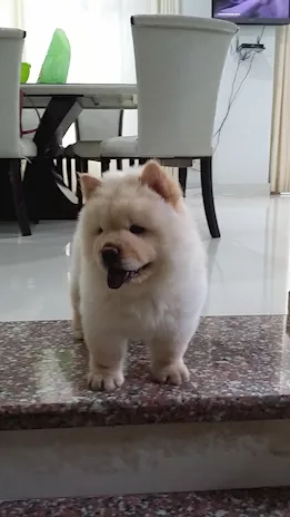 Cuccioli di Chow Chow - Anteprima 1