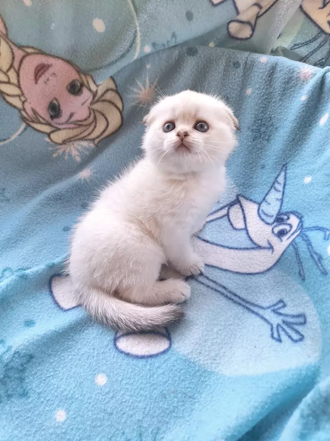 Scottish Fold e Straight con pedigree Benevento, colore prevalentemente