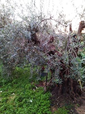 Olio d'oliva del 2021