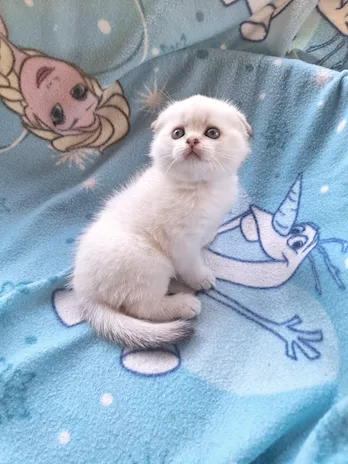 Scottish Fold e Straight con pedigree Benevento