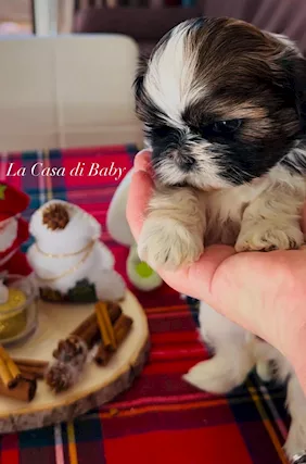 SHIH TZU CON PEDIGREE ENCI