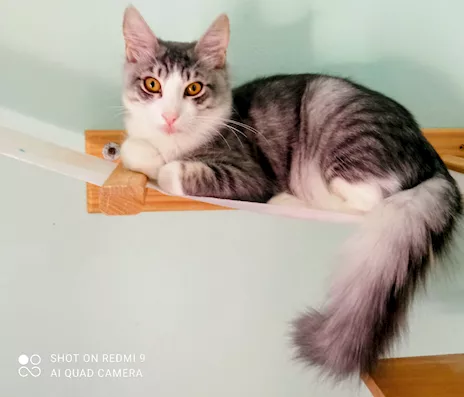 Gattini in cerca di casa
