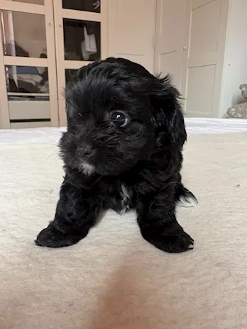 Cuccioli toy Razza Barboncino - Anteprima 2