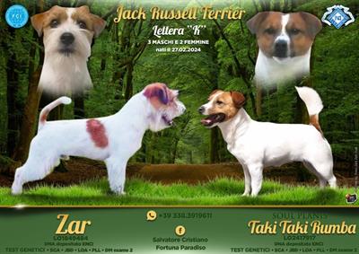 Bellissimi Cuccioli Jack Russell