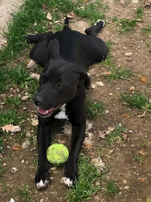 Mix pitt tg contenuta 2 anni buonissima, taglia piccola