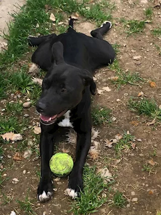 Mix pitt tg contenuta 2 anni buonissima