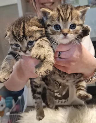 Cuccioli di scottish fold e straight