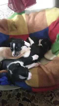 Regalo Cuccioli
