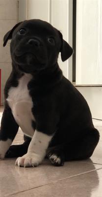Staffordshire bull terrier cuccioli - Foto 4