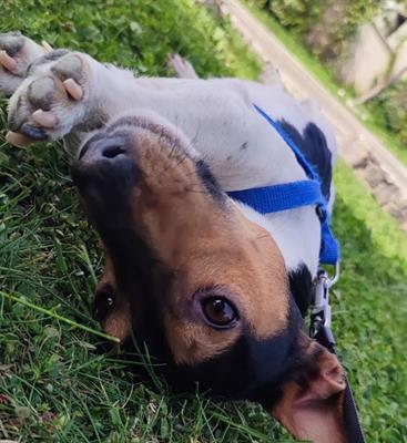 Cerco femmina di jack russel per una cucciolata