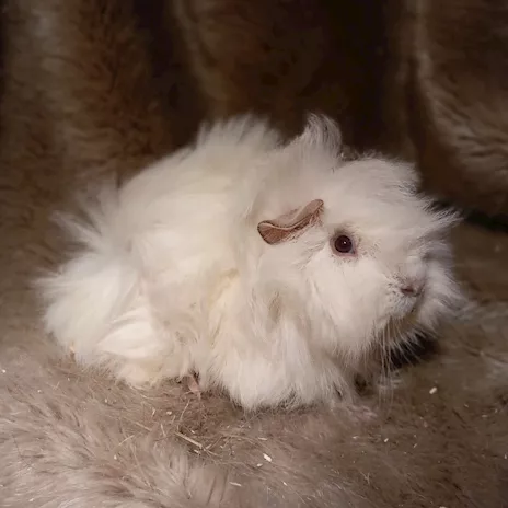 Cuccioli Cavie Peruviane