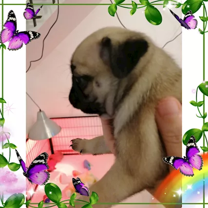 Cuccioli di carlino