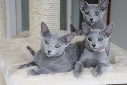 Gatto Blu Russo
