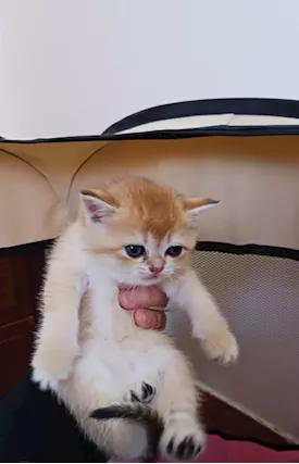 British Shorthair cuccioli