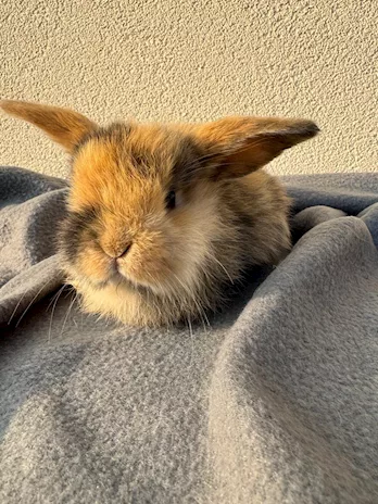 Disponibili Minilop x Ariete