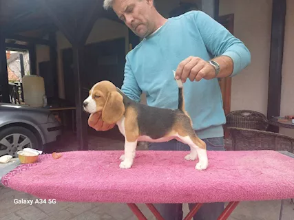 Beagle Cuccioli