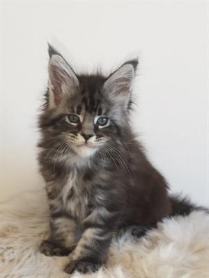 Maine Coon cucciole disponibili