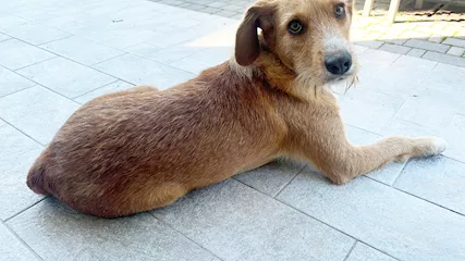 Adozione regalo Lupo splendido meticcio - Anteprima 1