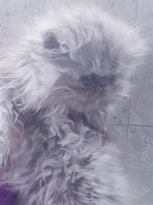 Gattino Razza persiano ipertipico blu - Foto 3