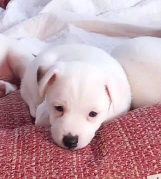 Cuccioli Razza jack russell - Foto 4