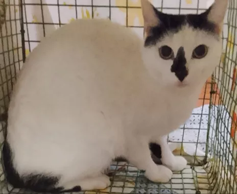 Micina 7/8 mesi bianca con macchiette Palermo