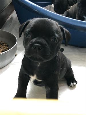 Staffordshire bull terrier cuccioli - Foto 3
