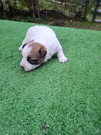 Cuccioli Jack Russell con pedigree