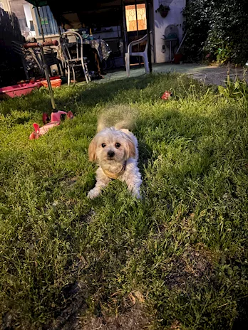 Disponibile subito cucciolo di Maltipoo