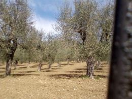 Terreno in provincia di Salerno