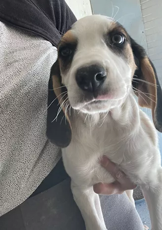 Selene - Vi presento la dolcissima Selene