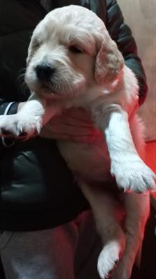 Cuccioli di Golden Retriever con Pedigree - Foto 2