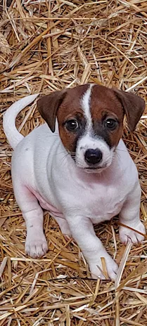 Cuccioli Jack Russell Terrier pedigree ROI