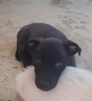 Cucciolo in regalo