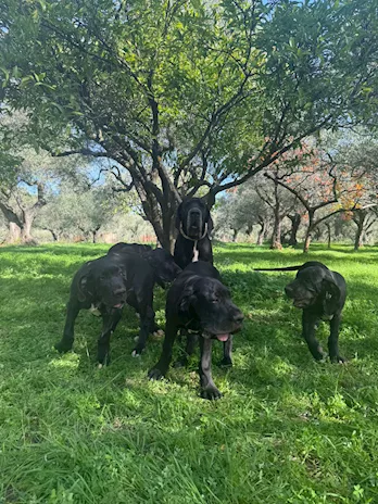 Cuccioli di Alano, ad alta genealogia