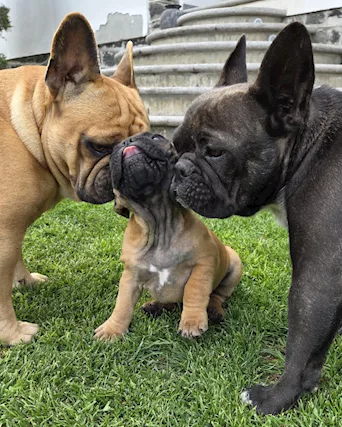 Cuccioli Bulldog Francese