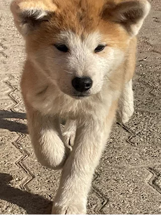 Cuccioli di akita inu con pedigree