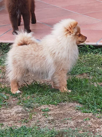 Ultimi cuccioli spitz tedesco piccolo (kleinspitz), colore neri - Foto 3