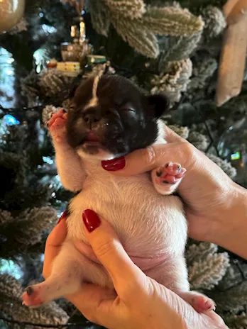 Cucciolo di Bulldog Francese