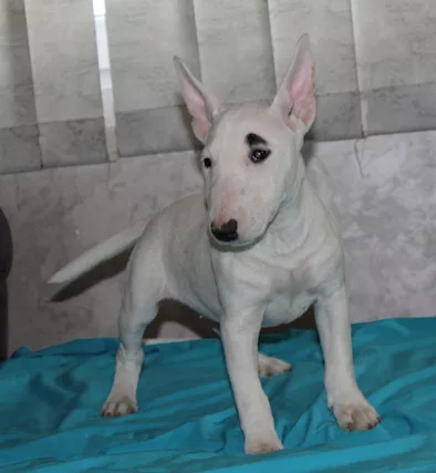 Bull Terrier in miniatura cuccioli - Foto 6