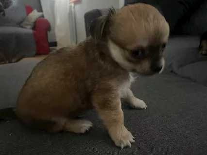 Disponibile chiwawa Razza Chihuahua, a pelo lungo - Foto 4