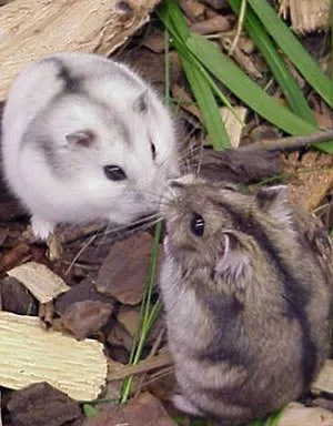 Allevatore di criceti siberiani - Foto 2