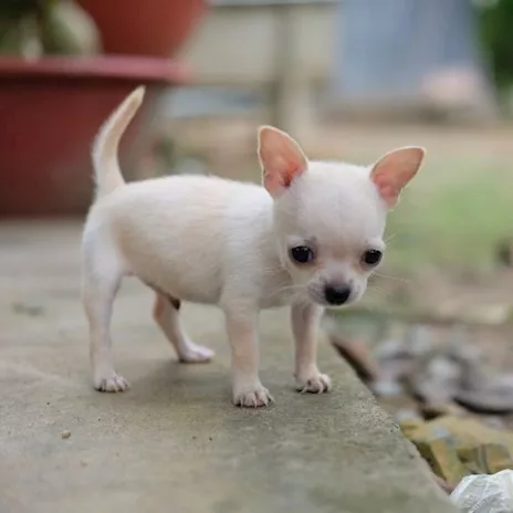 Regalo Chihuahua affettuosi cercano una casa per sempre