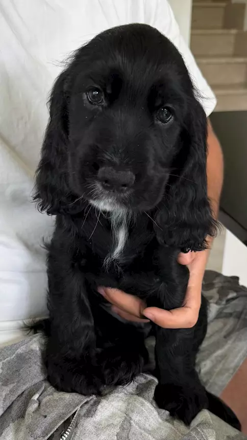 Cocker Spaniel, colore nero