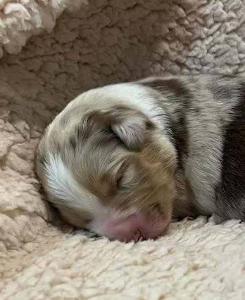 Cuccioli Australian Shepherd pastore australiano