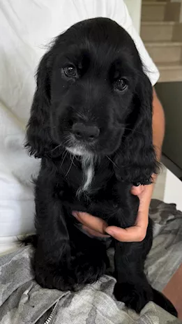 Cocker Spaniel