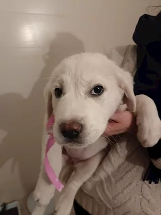 Cuccioli mix labrador ma ancora più belli