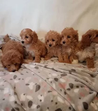 Cuccioli di Maltipoo in regalo - Adozione responsabile