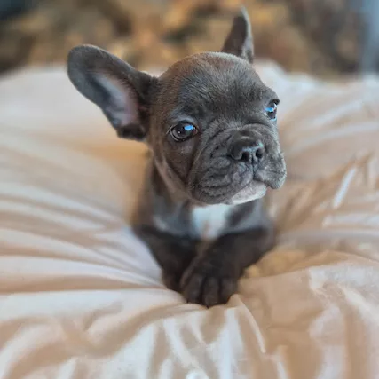 Bulldog francese cuccioli